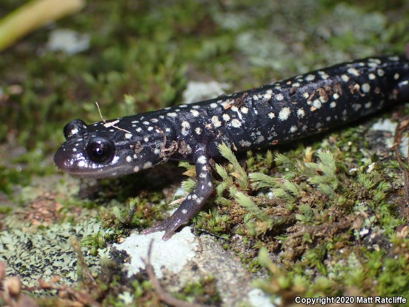 Northern Slimy Salamander (Plethodon glutinosus)