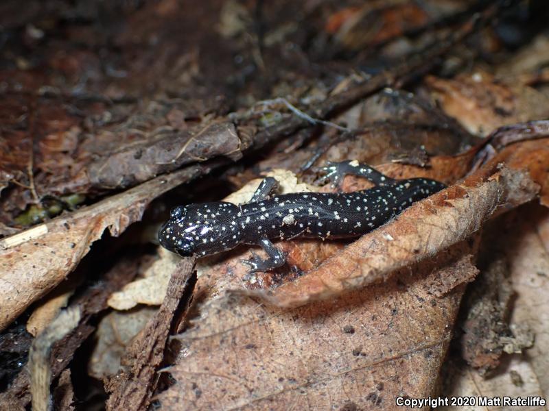 Northern Slimy Salamander (Plethodon glutinosus)