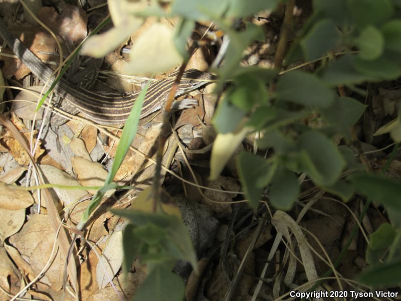 Plateau Striped Whiptail (Aspidoscelis velox)