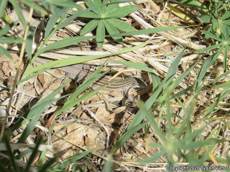 Plateau Striped Whiptail (Aspidoscelis velox)