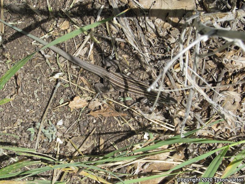 Plateau Striped Whiptail (Aspidoscelis velox)