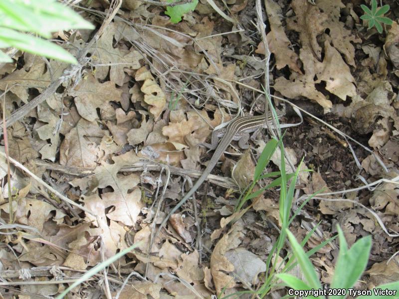 Plateau Striped Whiptail (Aspidoscelis velox)