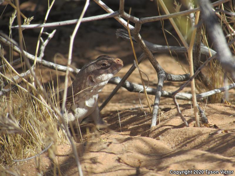 Northern Desert Iguana (Dipsosaurus dorsalis dorsalis)