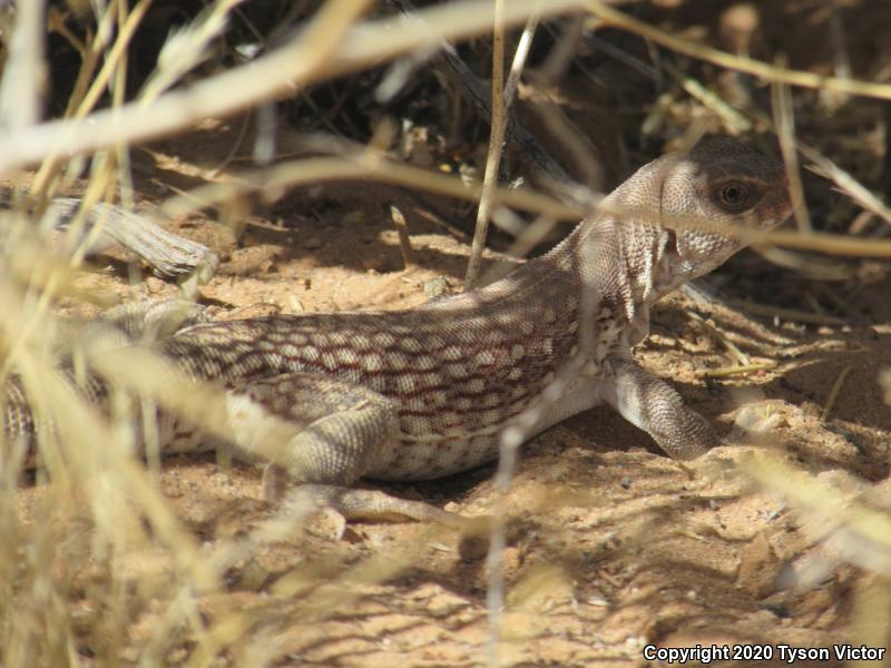 Northern Desert Iguana (Dipsosaurus dorsalis dorsalis)