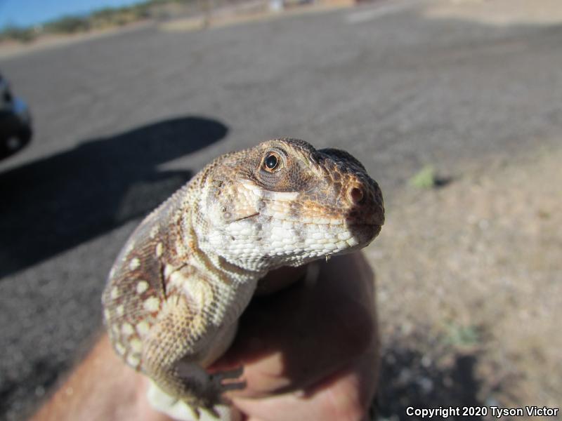 Northern Desert Iguana (Dipsosaurus dorsalis dorsalis)