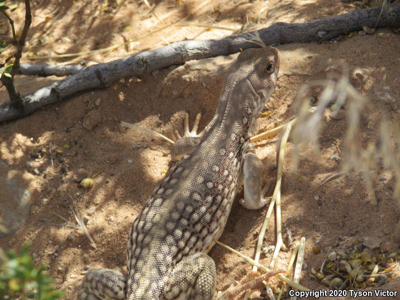 Northern Desert Iguana (Dipsosaurus dorsalis dorsalis)