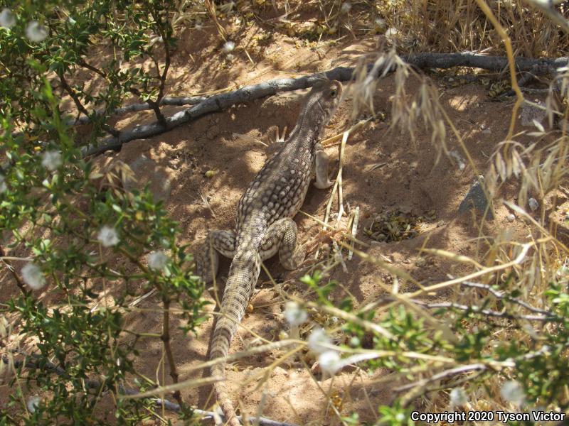 Northern Desert Iguana (Dipsosaurus dorsalis dorsalis)