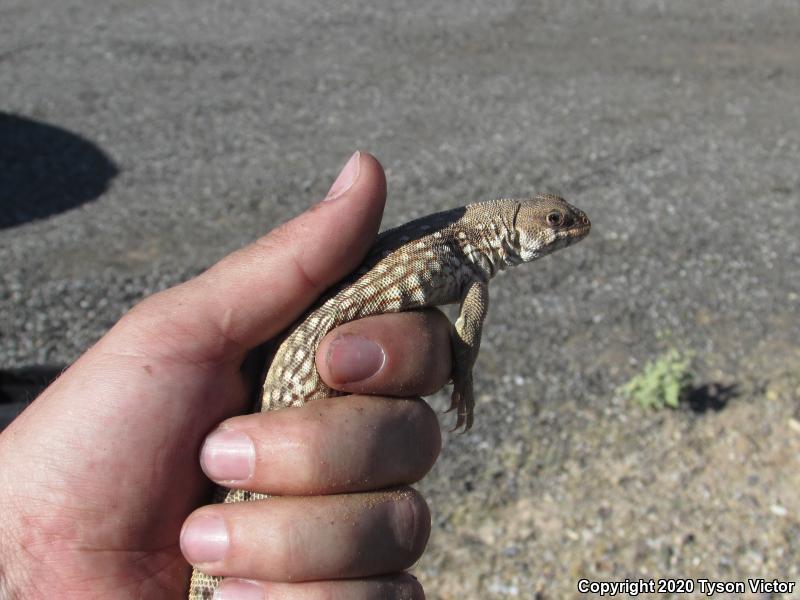 Northern Desert Iguana (Dipsosaurus dorsalis dorsalis)