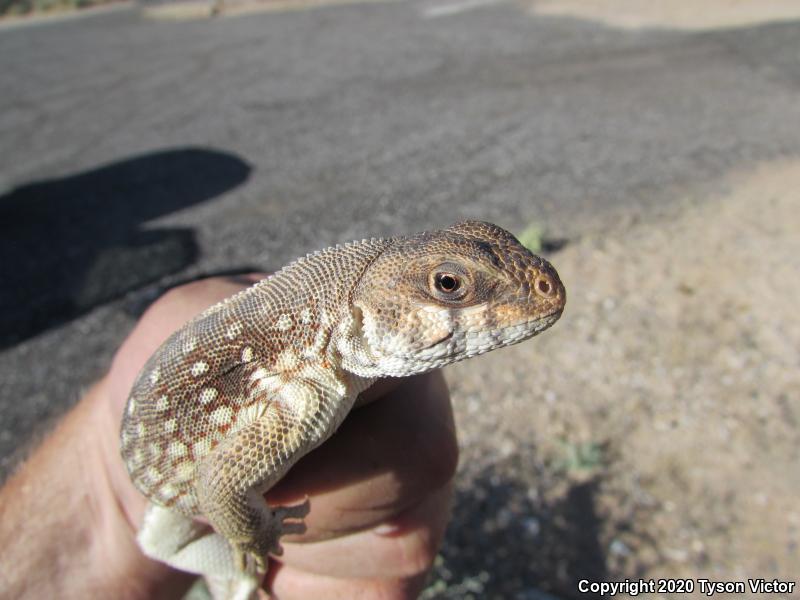 Northern Desert Iguana (Dipsosaurus dorsalis dorsalis)