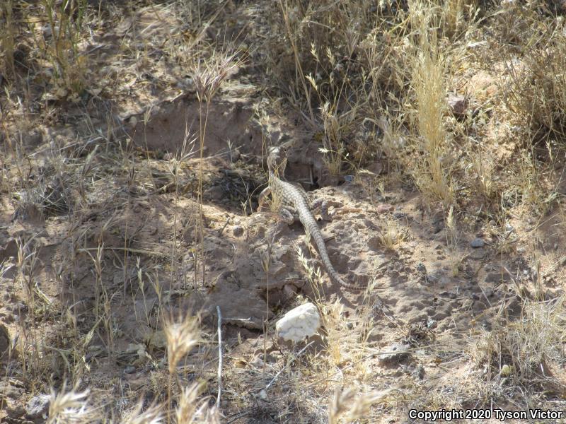 Northern Desert Iguana (Dipsosaurus dorsalis dorsalis)