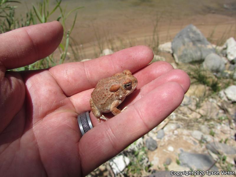 Arizona Toad (Anaxyrus microscaphus)