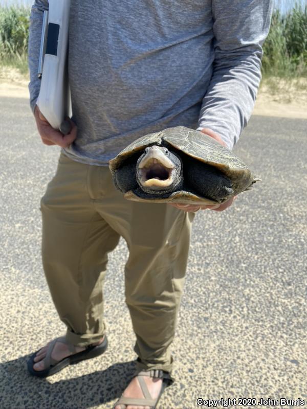 Northern Diamond-backed Terrapin (Malaclemys terrapin terrapin)