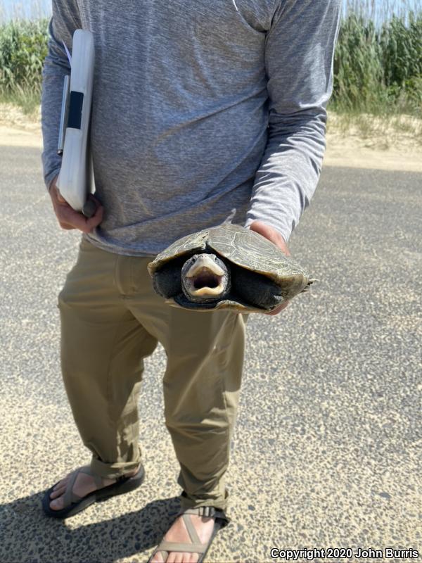 Northern Diamond-backed Terrapin (Malaclemys terrapin terrapin)