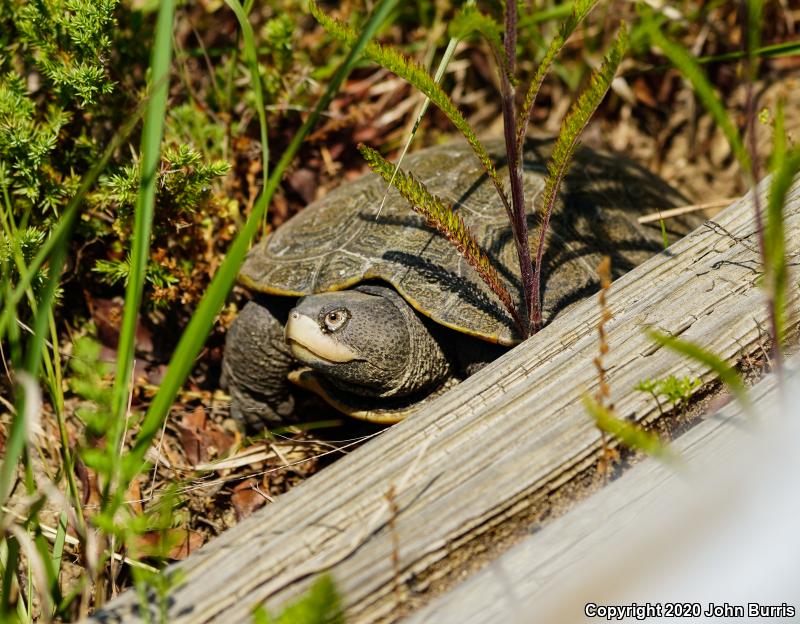 Northern Diamond-backed Terrapin (Malaclemys terrapin terrapin)