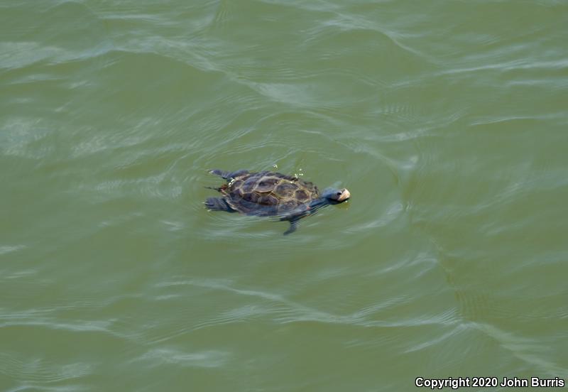 Northern Diamond-backed Terrapin (Malaclemys terrapin terrapin)