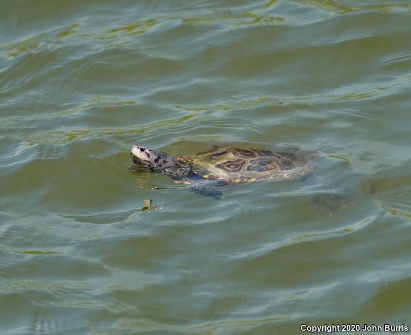 Northern Diamond-backed Terrapin (Malaclemys terrapin terrapin)