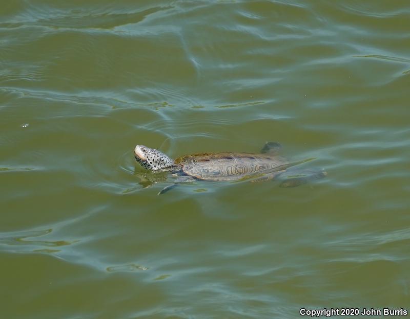 Northern Diamond-backed Terrapin (Malaclemys terrapin terrapin)