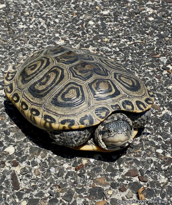 Northern Diamond-backed Terrapin (Malaclemys terrapin terrapin)