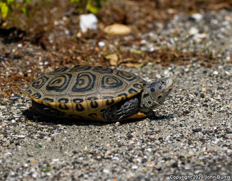 Northern Diamond-backed Terrapin (Malaclemys terrapin terrapin)