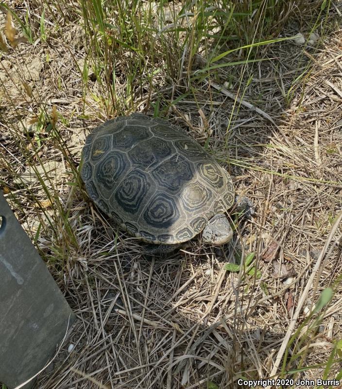 Northern Diamond-backed Terrapin (Malaclemys terrapin terrapin)