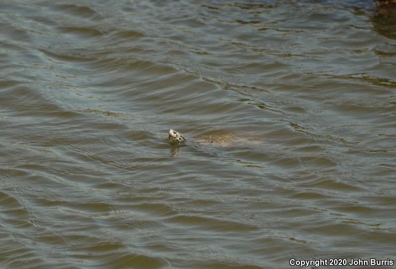 Northern Diamond-backed Terrapin (Malaclemys terrapin terrapin)