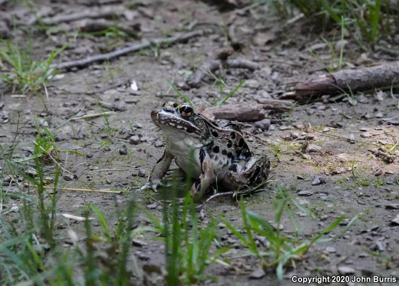 Atlantic Coast Leopard Frog (Lithobates kauffeldi)