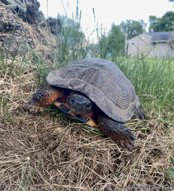 Wood Turtle (Glyptemys insculpta)