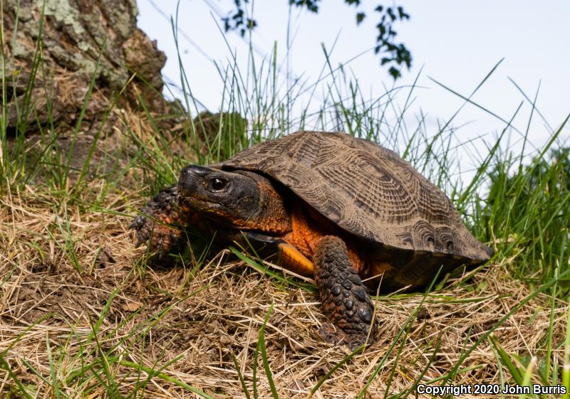 Wood Turtle (Glyptemys insculpta)