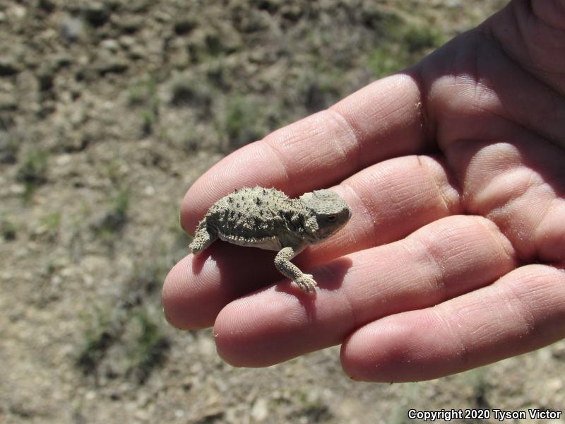 Hernandez's Short-horned Lizard (Phrynosoma hernandesi hernandesi)