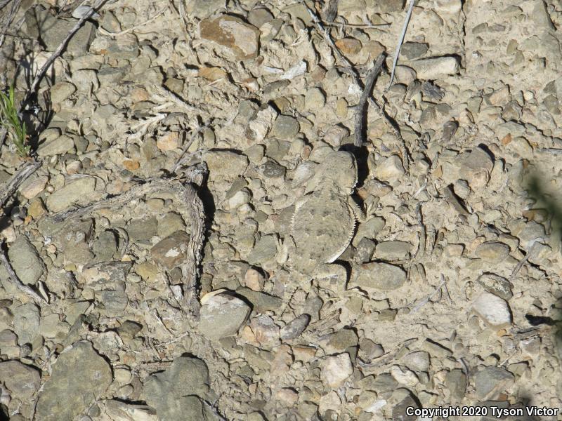 Hernandez's Short-horned Lizard (Phrynosoma hernandesi hernandesi)