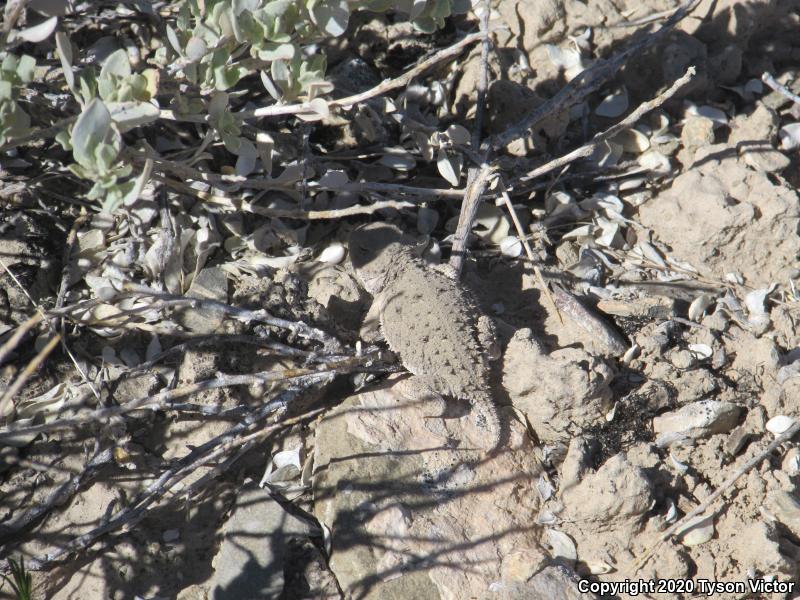 Hernandez's Short-horned Lizard (Phrynosoma hernandesi hernandesi)