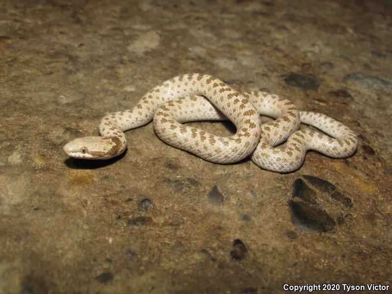 Mesa Verde Nightsnake (Hypsiglena chlorophaea loreala)