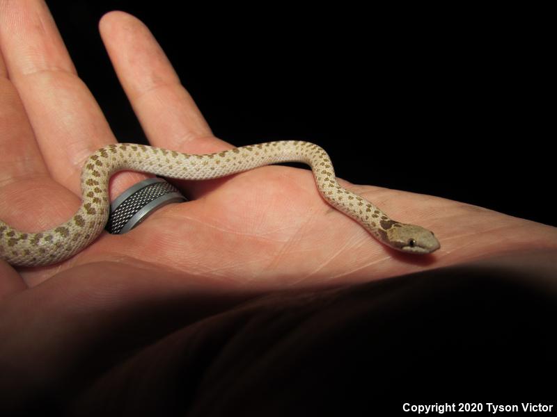 Mesa Verde Nightsnake (Hypsiglena chlorophaea loreala)