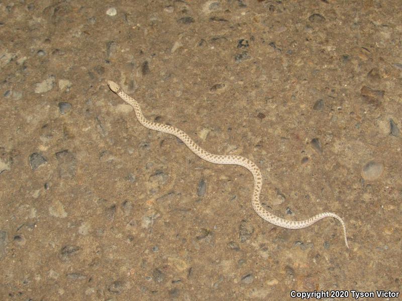 Mesa Verde Nightsnake (Hypsiglena chlorophaea loreala)