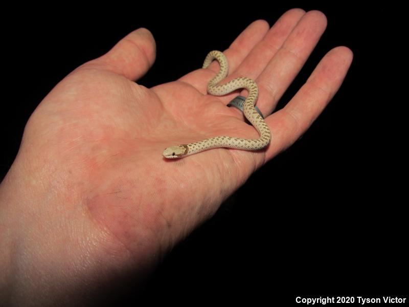 Mesa Verde Nightsnake (Hypsiglena chlorophaea loreala)