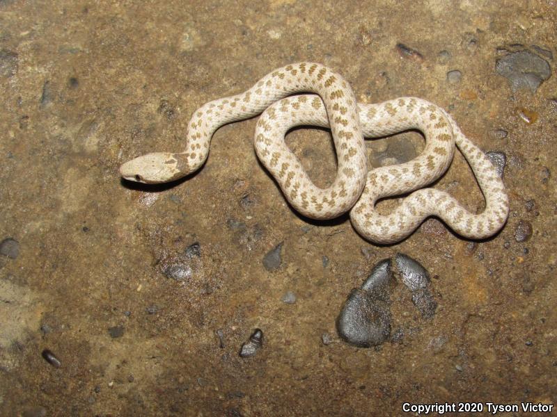 Mesa Verde Nightsnake (Hypsiglena chlorophaea loreala)