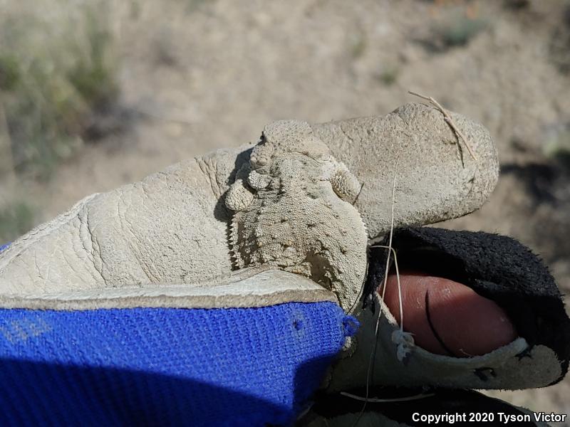 Hernandez's Short-horned Lizard (Phrynosoma hernandesi hernandesi)