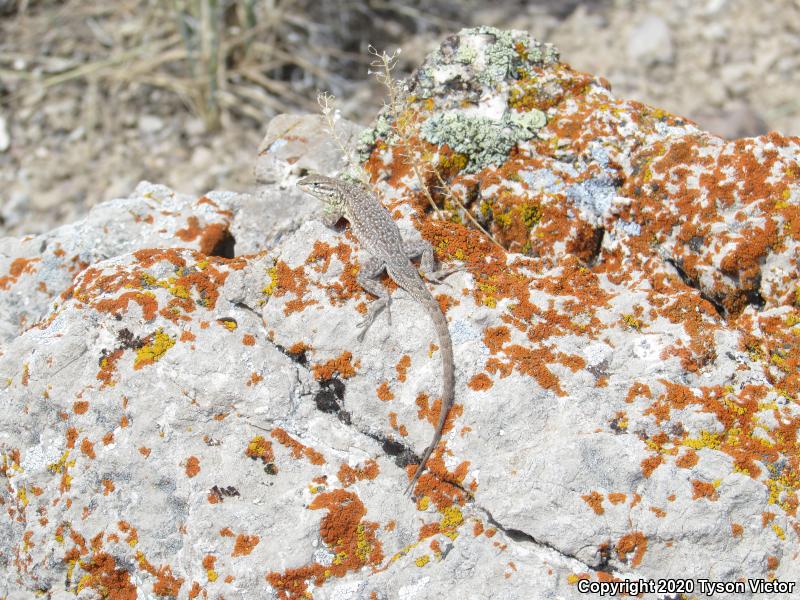 Northern Side-blotched Lizard (Uta stansburiana stansburiana)