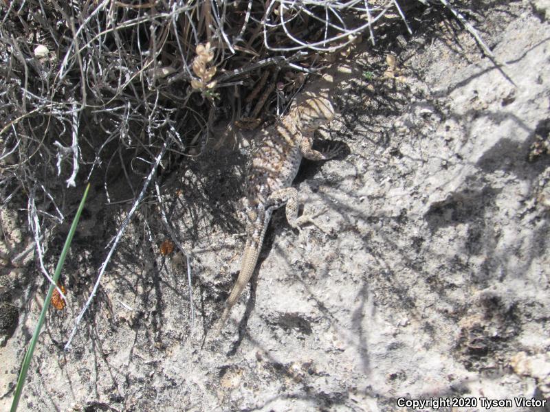 Northern Side-blotched Lizard (Uta stansburiana stansburiana)