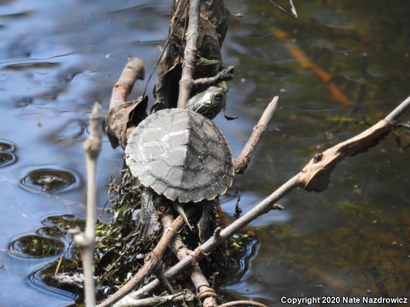 Northern Map Turtle (Graptemys geographica)