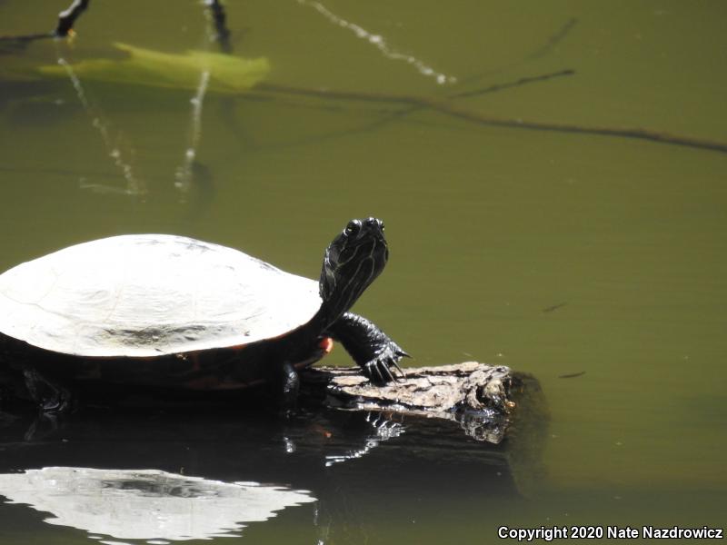 Northern Red-bellied Cooter (Pseudemys rubriventris)