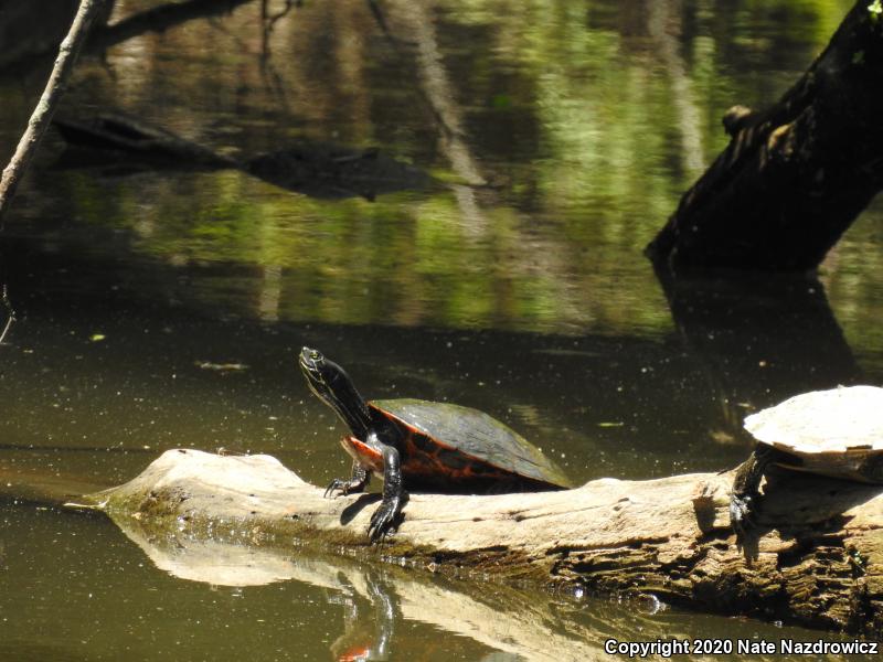 Northern Red-bellied Cooter (Pseudemys rubriventris)