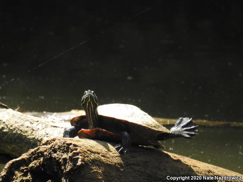 Northern Red-bellied Cooter (Pseudemys rubriventris)