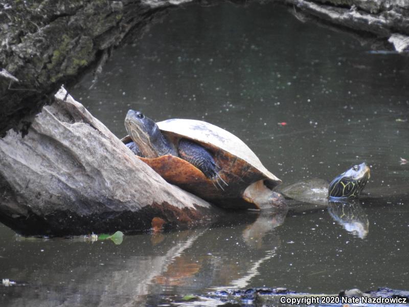 Northern Red-bellied Cooter (Pseudemys rubriventris)