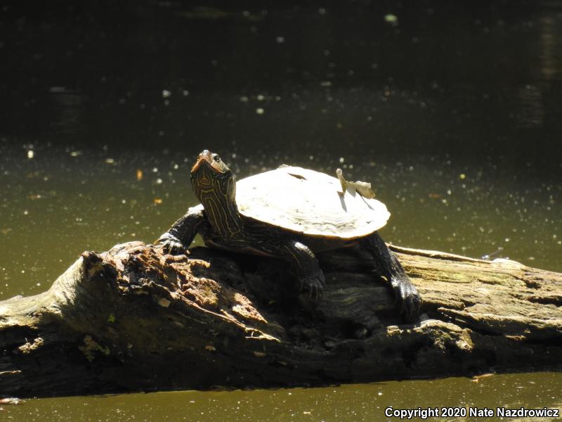 Northern Map Turtle (Graptemys geographica)