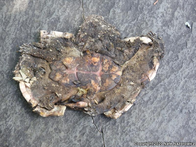 Eastern Musk Turtle (Sternotherus odoratus)