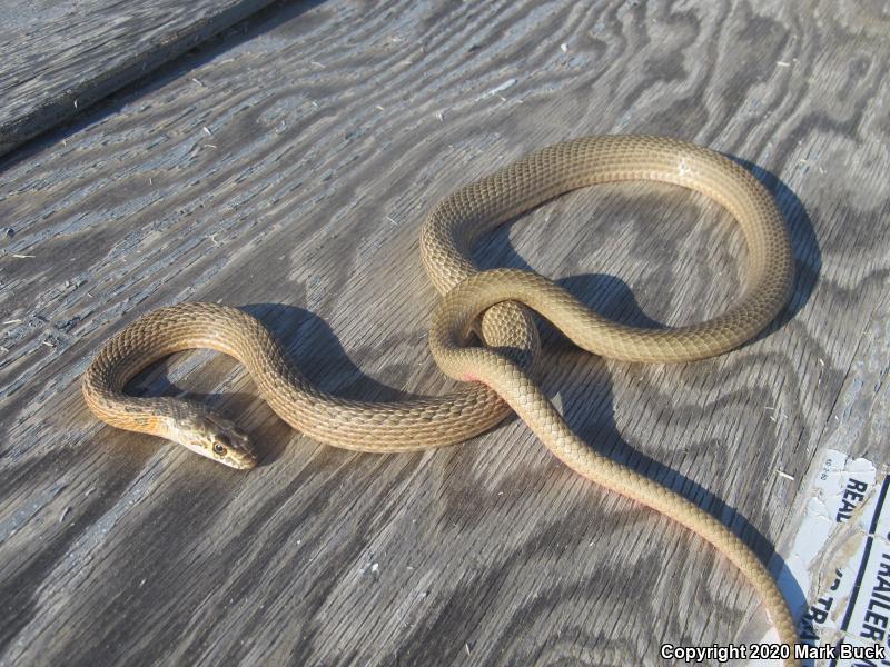 San Joaquin Coachwhip (Coluber flagellum ruddocki)