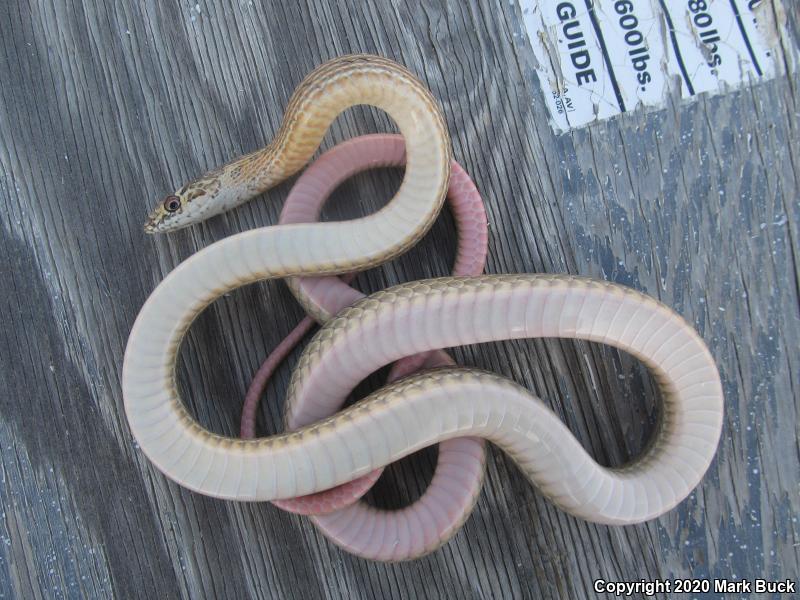 San Joaquin Coachwhip (Coluber flagellum ruddocki)