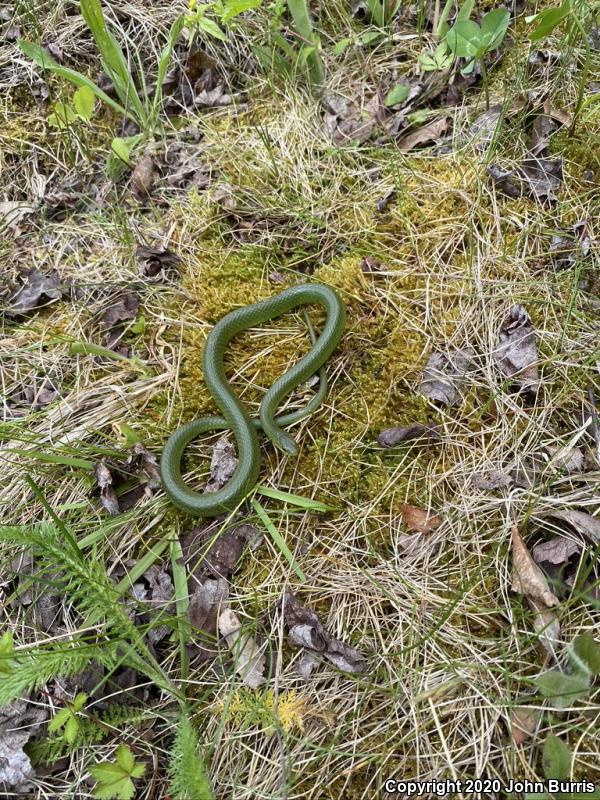 Smooth Greensnake (Opheodrys vernalis)