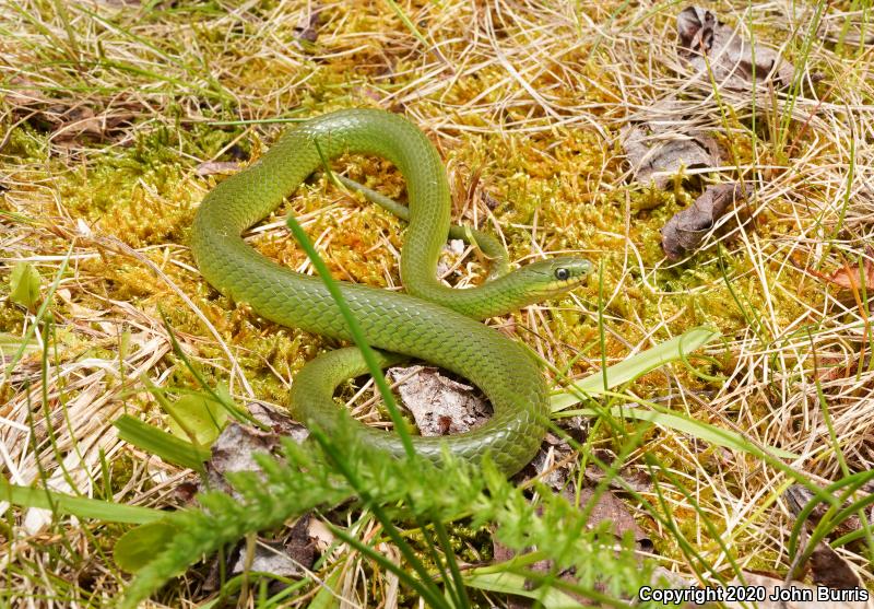 Smooth Greensnake (Opheodrys vernalis)